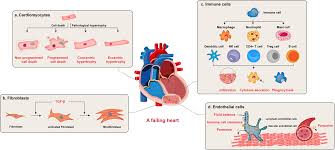 Signaling cascades in the failing heart and emerging therapeutic strategies  | Signal Transduction and Targeted Therapy