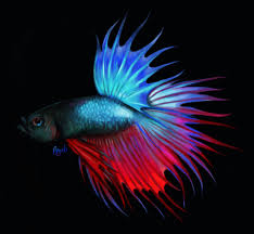 Buy the best and latest fighter fish on banggood.com offer the quality fighter fish on sale with worldwide free shipping. Artstation Japanese Fighting Fish Angela Kravcevich