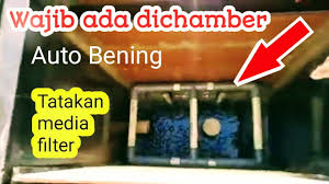 Koi paling cocok dipelihara di kolam besar yang banyak filternya, dengan air yang diganti setiap minggu. Membuat Tatakan Media Filter Pada Chamber Kolam Koi Air Selalu Bening Youtube