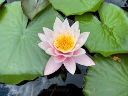 Image result for Nymphaeaceae