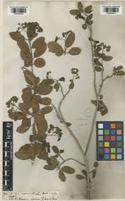 Image result for Ehretia obtusifolia