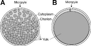 Other important indicators found on the egg label. Schematic Drawings Of Fish Eggs To Show Their Remarkable Download Scientific Diagram