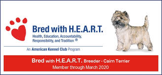 The cairn terrier is a terrier breed originating in the scottish highlands and recognized as one of scotland's earliest working dogs. Current Dogs Marma S Cairn Terriers