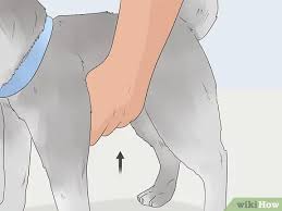 What's the best way to put a dog harness on? 3 Ways To Teach A Dog To Bow Wikihow