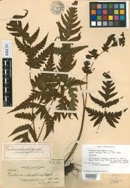 Image result for Tectaria fernandensis