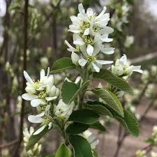 Image result for Amelanchier alnifolia