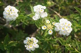 Image result for Lantana nivea