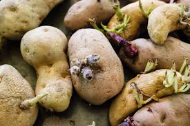 Start chitting from late january in warmer parts of the country or in february in cooler areas, about six weeks before you intend to plant out the potatoes. How To Plant Grow Potatoes In Containers Or The Ground