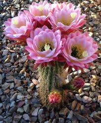 How to get my cactus to bloom? Arizona Cactus Flowers Bloom Politics In The Zeros Blooming Cactus Cacti And Succulents Arizona Cactus