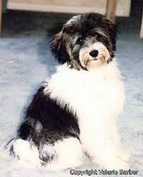 Tibetan Terrier Puppies For Sale On Qualitydogs Com Tibetan Terrier Puppies Terrier Puppies