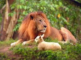 March comes in like a lion and out like a lamb! Lion And Lamb Cindy L Meester S Blog Speech Therapy With A Twist