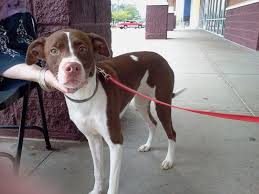 Maybe you would like to learn more about one of these? Cocoa Available For Adoption Today At The Pet Co In Florence Al Or Colbert County Animal Shelter Animal Shelter Animals Pets