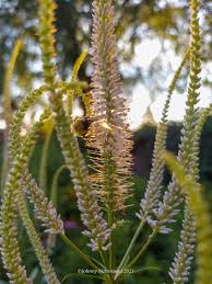 Image result for Tricalysia schliebenii