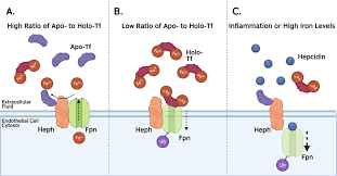 Image result for Transferrin