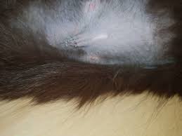 Maine coon kater sind ab dem ersten lebensjahr das erste mal geschlechtsreif. Wann Ist Eine Maine Coon Geschlechtsreif Katzenplus