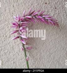 Image result for Hermbstaedtia odorata