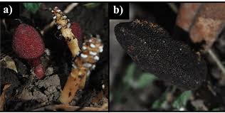 Image result for Balanophoraceae