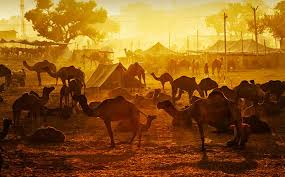 All this surely calls for a unique experience in bikaner and should not be missed. Bikaner Camel Festival Camel Festival In Bikaner Camel Fair In Bikaner 2020