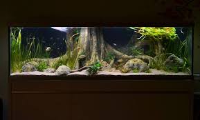 Things tagged with 'aquarium' (1739 things). Rockzolid 3d Aquarium Backgrounds Europe Posts Facebook