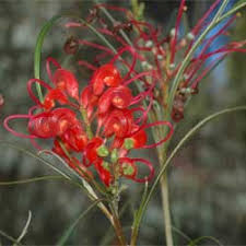 It is endemic to the south west region of western australia. Grevillea Longistyla Growing Native Plants