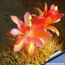 Leaves apexes vary greatly from plant to plant and are useful in classification and identification. Cactus Art Nursery Catalogue Index