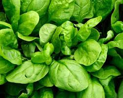 Image result for Spinacia