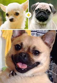 15 Encantandores Perros Que Son El Resultado De Mezclas Poco Comunes Perros Perros Lindos Perros Y Cachorros Lindos