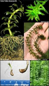 Image result for Hydrilla
