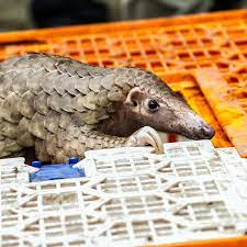 Corona virüsün yarasalardan ortaya çıktığı tüm bilim insanları tarafından kabul edilen bir durum. Significance Of Pangolin Viruses In Human Pandemic Remains Murky The New York Times