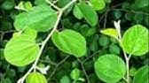 Sebenarnya daun ini mempunyai banyak kegunaan yang lain. Pengobatan Dan Khasiat Herbal Khasiat Daun Inai Untuk Rahim
