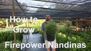Check spelling or type a new query. How To Grow Firepower Nandinas Heavenly Bamboo With Detailed Description Youtube
