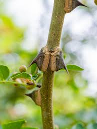 Image result for Zanthoxylum lindense