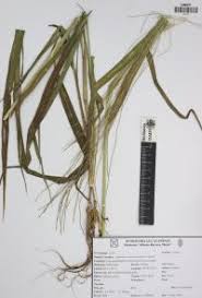Image result for Leptochloa panicea
