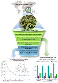Image result for Terminalia brachystemma