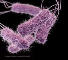 Enterica is the type species and is further divided into six subspecies that include over 2. 11 Ideas De Salmonella Spp Salmonella Enteritica Microbiologia Fiebre Tifoidea Fotografia Microscopica