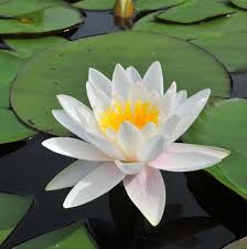 Bunga teratai adalah tumbuhan akuatik yang indah yang melambangkan keindahan dan kesucian. 83 Gambar Bunga Teratai Paling Bagus Gambar Pixabay