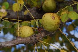 Image result for Phyllanthus engleri