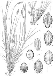 Image result for Setaria pseudaristata