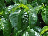 Image result for Vangueria vestita