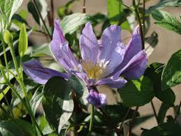 Check spelling or type a new query. Waldrebe Blue Pyrouette Clematis Integrifolia Blue Pyrouette Baumschule Horstmann