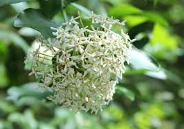 Image result for Ixora fastigiata