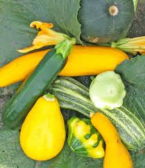 We did not find results for: Summer Squash Is A Versatile Vegetable In Iowa Gardens News