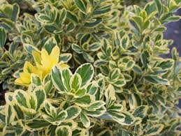 Check spelling or type a new query. Chollipo Euonymus Euonymus Japonicus Chollipo From Taylor S Nursery