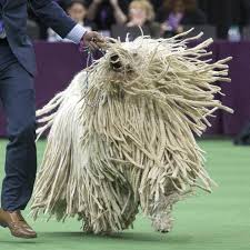 4 new breeds at the 2021 westminster kennel club dog show. Westminster Dog Show 2021 Home Facebook