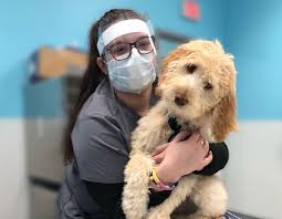 815 w randolph st chicago, il 60607. Affordable Veterinary Clinic Essentials Petcare Located In Walmart