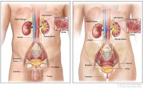 Learn the symptoms and signs of bladder cancer and the medications used in treatment. Bladder Cancer Cdc