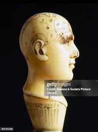 668 Side Of Skull Stock Photos, High-Res Pictures, and Images