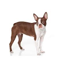 With a large amount of boston terrier puppies needing to be adopted, shelters have found that they need to use a larger percentage of their resources on finding. Your Guide To Red Boston Terriers Issues Price More Boston Terrier Society