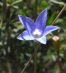 Image result for Wahlenbergia flexuosa