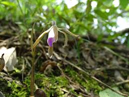 Image result for Nervilia kotschyi